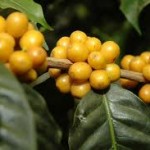 ca phe ngon nhat the gioi - bourbon