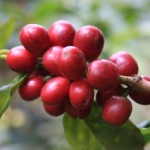 ca phe ngon nhat the gioi - typica