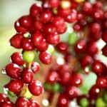 ca phe ngon nhat the gioi  - villasarchi